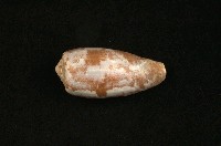 藏品(鬱金香芋螺)的圖片